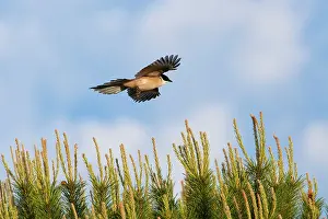 Magpies: Azure-winged Magpie - adult bird in flight