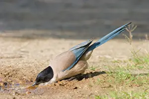 Cyanopica: Azure-winged Magpie - Adult drinking from puddle of water