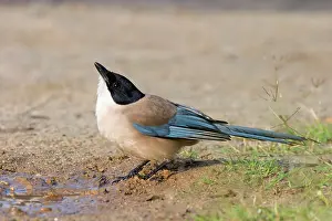 Cyanopica: Azure-winged Magpie - Adult drinking from puddle of water