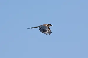 Magpies: Azure-winged Magpie - adult in flight