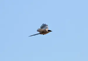 Magpies: Azure-winged Magpie - adult in flight