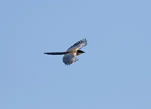 Magpies: Azure-winged Magpie - adult in flight