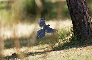 Magpies: Azure-winged Magpie - adult in flight