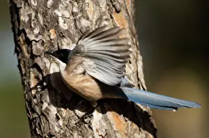 Magpies: Azure-winged Magpie - adult on pine tree