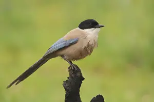 Corvid: Azure-winged magpie (Cyanopica cyana), Berzogana