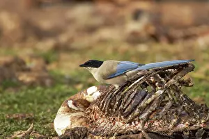 Cyanopica: Azure-Winged Magpie - feeding on dead sheep