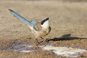 Cyanopica: Azure-winged Magpie - Juvenile drinking from puddle of water