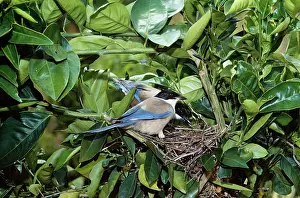 Gillean White: Azure-winged MAGPIES - pair at nest