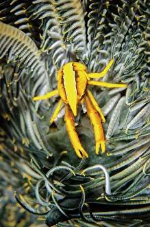 Lobster: Baba's Crinoid Squat Lobster