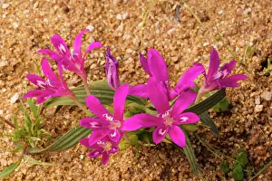 Relative: Babiana curviscapa, in its pink-Cerise form. Iris-relative