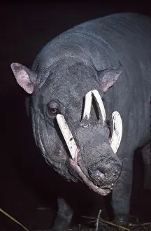 Tusks: BABIRUSA - close-up of head, showing tusks