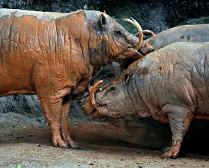 Mudbath: Babirusa - male and female having a mudbath