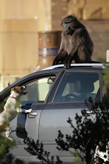 Motor: Baboon on a car harassed by a Dog - South Africa