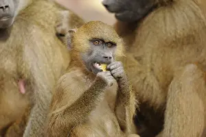 Eats: A baboon in a group, eating something