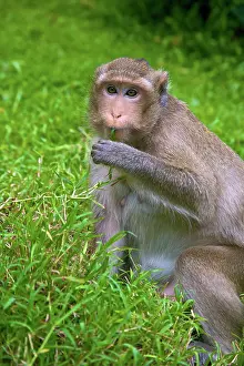 Foreground: Baboon portrait, Phnom Penh. Cambodia