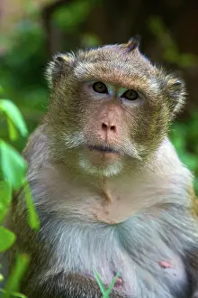 Foreground: Baboon portrait, Phnom Penh. Cambodia