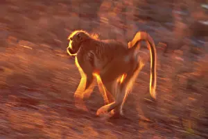 Cynocephalus: Baboon running