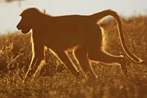 Cynocephalus: Baboon running