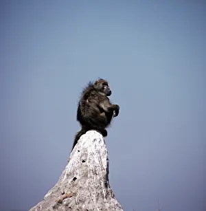 Sentry: Baboon - sentry lookout