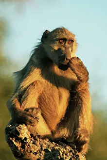 Thoughtful: Baboon sitting