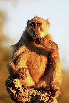 Cynocephalus: Baboon sitting