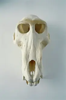 Bleached: Baboon skull