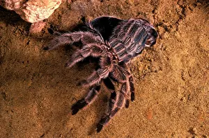 Tarantulas: Baboon Spider / Tarantula / Bird-eating Spider - moulting