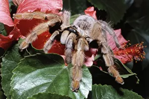 Theraphosid: Baboon Tarantula