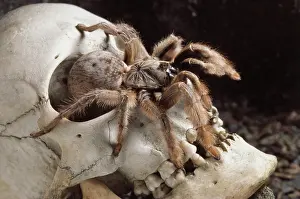 Creepy: Baboon Tarantula