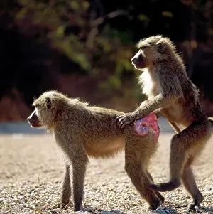 Mounting: Baboon. young male mounting an oestrus female