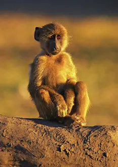 Cynocephalus: Baboon - young sitting