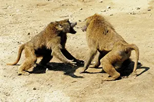 Cynocephalus: Baboons fighting