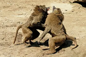 Cynocephalus: Baboons fighting