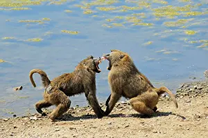 Cynocephalus: Baboons - fighting