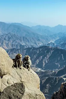 Baboons: Baboons (Papio) on mountain cliff, Abha, Saudi Arabia