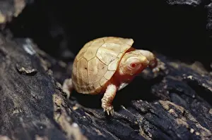 Terrapene: Baby Albino Box Turtle