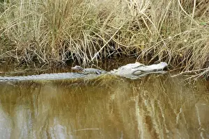 Gator: Baby alligator