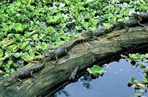 Alligators: Baby Alligators