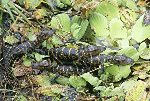 Alligators: Baby American Alligators on Water Lettuce