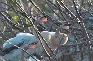 Anhingidae: Baby Anhinga