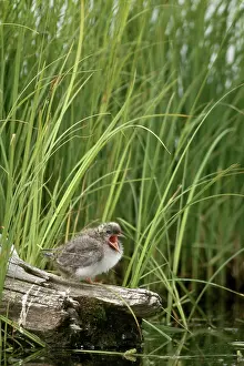 Sternidae: Baby Arctic Tern (Sterna paradisaea)