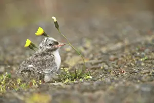 Sternidae: Baby Arctic Tern (Sterna paradisaea)
