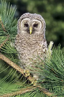 Varia: Baby Barred Owl