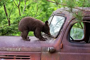 Motor: Baby black bear (Ursus americanus) on a old car