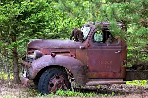 Motor: Baby black bear (Ursus americanus) on a old car