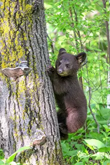 Coarse: Baby black bear (Ursus americanus) on a trunk, Minnesota