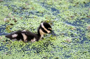 Duckweed: Baby Black-Bellied Whistling-Duck