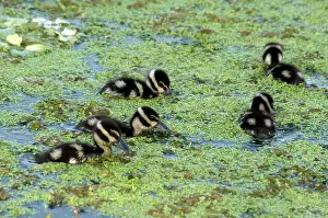Duckweed: Baby Black-Bellied Whistling-Ducks