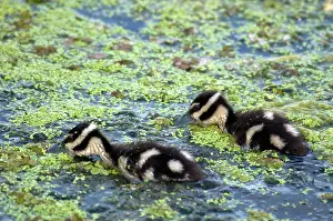 Duckweed: Baby Black-Bellied Whistling-Ducks