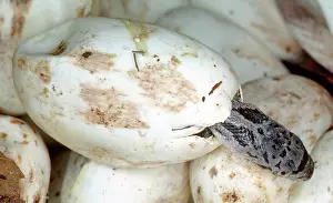 Hatches: Baby Black Rat Snake